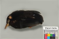 藏品(紅嘴黑鵯)的圖片